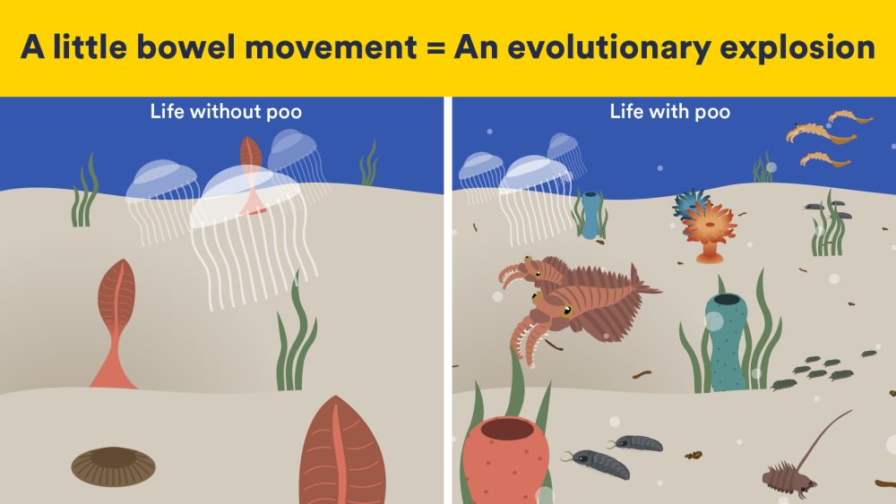 the infographic reads "a little bowel movement = an evolutionary explosion". The picture on the left says "life without poo" and there are just a few simple animals, and on the right "life with poo" and numerous complex organisms have joined the scene the infographic reads "a little bowel movement = an evolutionary explosion". The picture on the left says "life without poo" and there are just a few simple animals, and on the right "life with poo" and numerous complex organisms have joined the scene